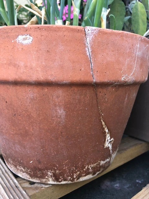 Remove mold on terracotta pot