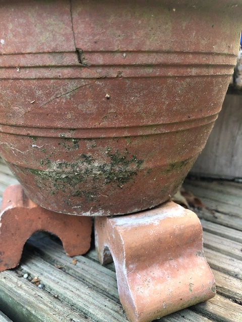 Green mold on terracotta pot