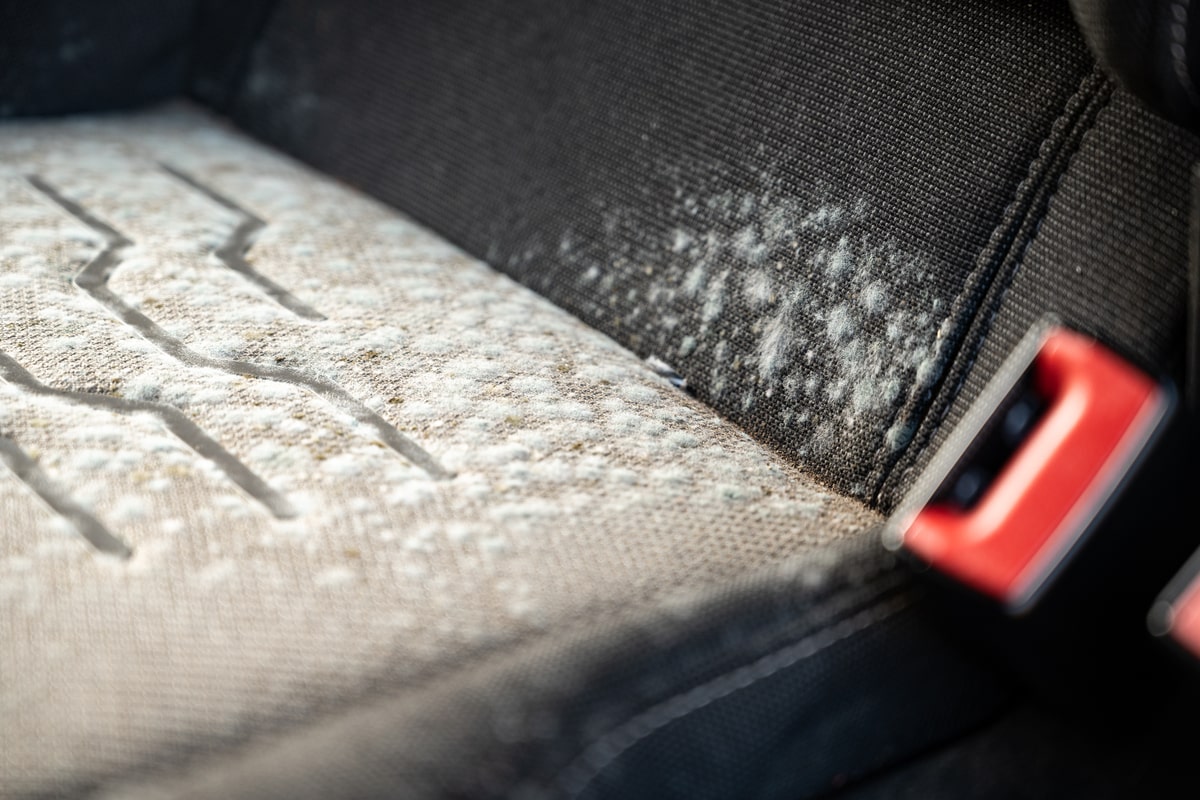 how to get mold out of car seat cover