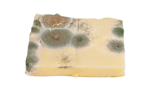 Cheese moldy in fridge