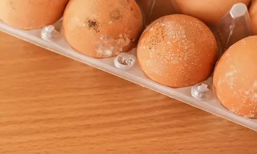 Mold on eggs