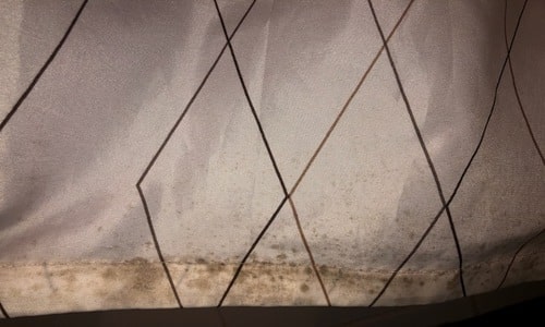 Mold on shower curtain