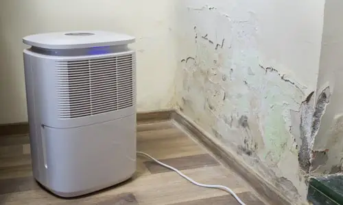 Can a dehumidifier help with mold