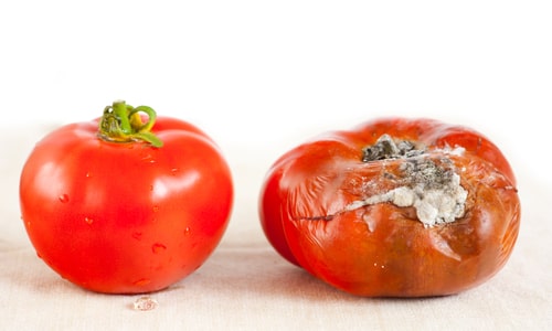 Can you eat moldly tomato