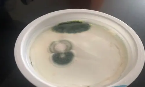 mold in yogurt