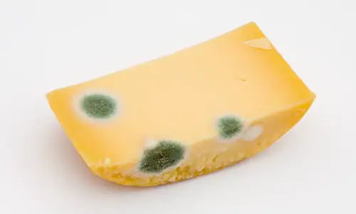 mold on cheese safe to eat?