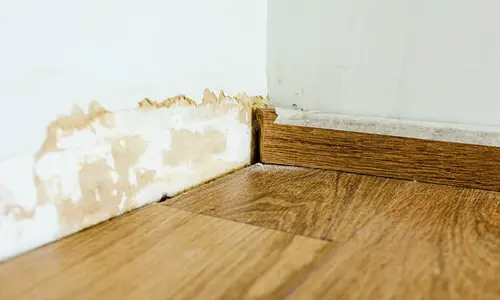 mold on baseboard